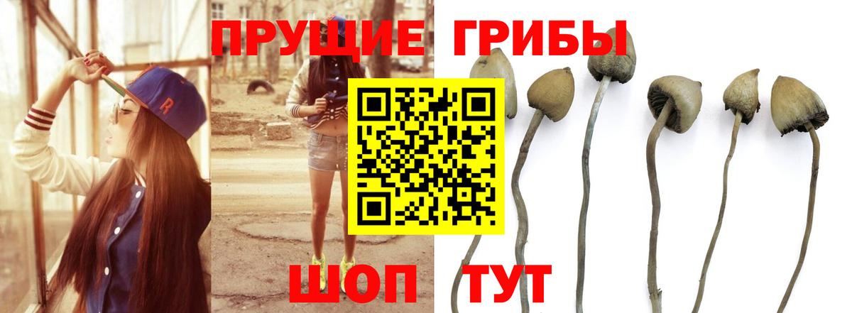 Псилоцибиновые грибы ЛСД  Псилоцибиновые грибы мухоморы  Вход с VPN  купить наркоту  Гусев 